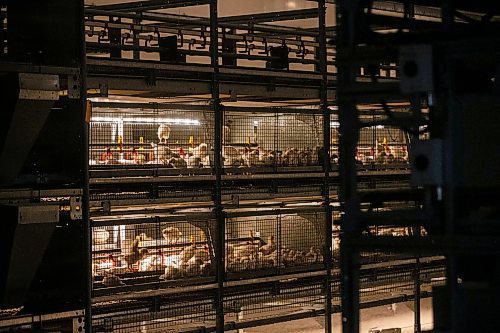 MIKAELA MACKENZIE / WINNIPEG FREE PRESS

The pullet barn at Siemens Farm, which holds 21,000 two-and-a-half week old chicks (and is kept at the warmest temperature), near Rosenort on Monday, Dec. 4, 2023. Kurt Siemens is one of many farmers asking the federal government for an exemption on carbon pricing for natural gas and propane used on the farm &#x460;for him, that would mean an exemption on the carbon price heating his chicken barns. For JS carbon tax story.
Winnipeg Free Press 2023