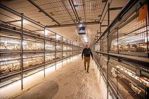 MIKAELA MACKENZIE / WINNIPEG FREE PRESS

Kurt Siemens in the pullet barn, which holds 21,000 two-and-a-half week old chicks (and is kept at the warmest temperature), near Rosenort on Monday, Dec. 4, 2023. Siemens is one of many farmers asking the federal government for an exemption on carbon pricing for natural gas and propane used on the farm &#x460;for him, that would mean an exemption on the carbon price heating his chicken barns. For JS carbon tax story.
Winnipeg Free Press 2023