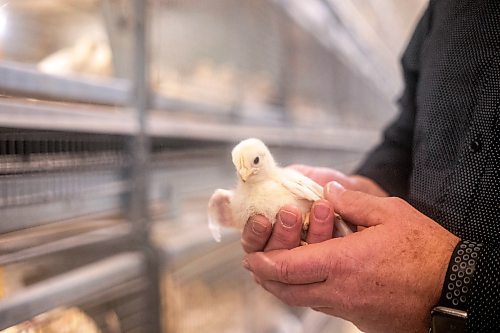 MIKAELA MACKENZIE / WINNIPEG FREE PRESS

Kurt Siemens in the pullet barn, which holds 21,000 two-and-a-half week old chicks (and is kept at the warmest temperature), near Rosenort on Monday, Dec. 4, 2023. Siemens is one of many farmers asking the federal government for an exemption on carbon pricing for natural gas and propane used on the farm &#x460;for him, that would mean an exemption on the carbon price heating his chicken barns. For JS carbon tax story.
Winnipeg Free Press 2023