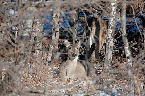 Deer hide among the trees in the bush that runs along Grandvalley Road on Monday afternoon. (Matt Goerzen/The Brandon Sun)