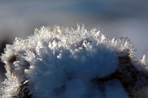 Clinging to a bullrush on the shore of Lake Clementi, frost crystals glow in the morning light on Monday morning. (Matt Goerzen/The Brandon Sun)