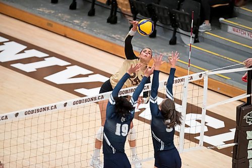 BROOK JONES / WINNIPEG FREE PRESS
The University of Manitoba Bisons play host to the visiting Mount Royal Cougars in Canada West women's volleyball action inside Investors Group Athletic Centre at the University of Manitoba Fort Garry campus in Winnipeg, Man., Friday, Nov. 17, 2023. The Bisons earned a 3-0 (25-13, 25-19, 25-21) victory over the Cougars. Pictured: U of M Bisons left side Raya Surinx spikes the volleyball during second set action.