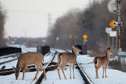 18122023
White-tailed deer forage along a set of train tracks in Brandon's east end on a mild Monday afternoon. (Tim Smith/The Brandon Sun)