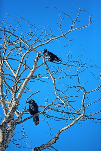 A pair of crows are perched high on a treetop in the sunshine under a clear blue sky at Riding Mountain National Park on Tuesday morning. (Matt Goerzen/The Brandon Sun)