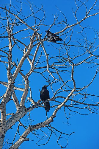 A pair of crows are perched high on a treetop in the sunshine under a clear blue sky at Riding Mountain National Park on Tuesday morning. (Matt Goerzen/The Brandon Sun)