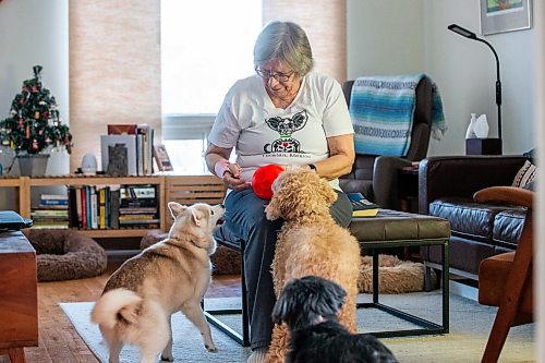 MIKAELA MACKENZIE / WINNIPEG FREE PRESS
	
Judy Waytiuk, who just had a hip replacement done in Fargo last week (one of the last out-of-province surgeries before the program was discontinued), with her pups Quimmik (top left), Wizzo, and Poco (bottom) in her home in Winnipeg on Tuesday, Dec. 19, 2023. For Katie story.
Winnipeg Free Press 2023