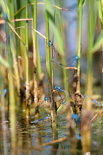 Mating marsh bluets congregate around the shallow waters of the Lake Clementi shoreline on a hot afternoon. The marsh bluet is a kind of damselfly species that are found near lowland lakes, ponds and marshes across Canada and the United States. (Matt Goerzen/The Brandon Sun)