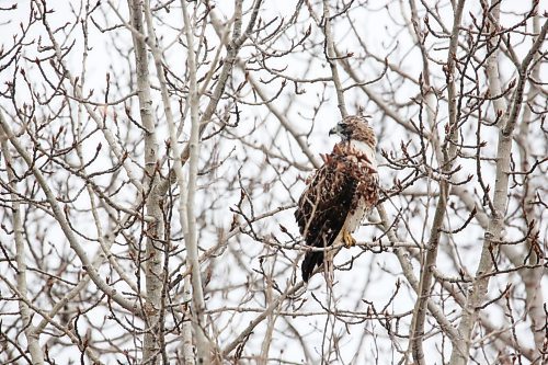 A red-tailed hawk watches traffic pass while perched in a tree along Highway 10 south of Erickson. (Matt Goerzen/The Brandon Sun)