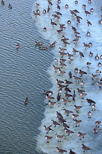 A gaggle of Canadian geese gather on the ice along the banks of the Assiniboine River underneath the First Street Bridge. (Matt Goerzen/The Brandon Sun)
