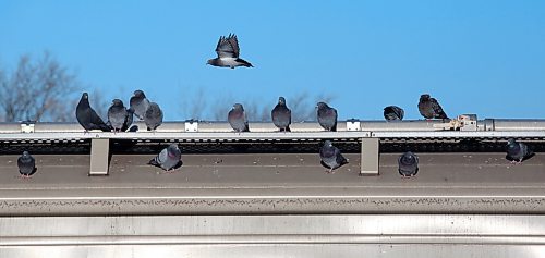 Pigeons flock to the top of a train car to warm themselves in the sunshine in Brandon's CP Rail yards on Wednesday afternoon. Environment Canada recorded a temperature of -1 C in Brandon with mainly sunny skies as of 2:20 p.m. yesterday. Milder winter temperatures continue all this week with a high of -4 C in the forecast for Brandon today. (Matt Goerzen/The Brandon Sun)