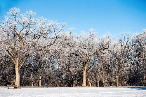 MIKAELA MACKENZIE / WINNIPEG FREE PRESS
	
Sharon (no last name given) walks among frosty trees in Assiniboine Park on Thursday, Dec. 28, 2023. Standup.
Winnipeg Free Press 2023