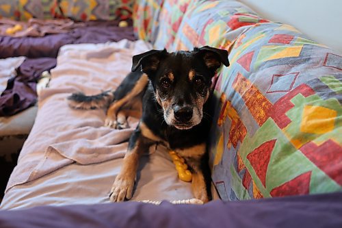 One of the longest-staying residents at the Brandon Humane Society poses for a picture. (Kyla Henderson/The Brandon Sun)