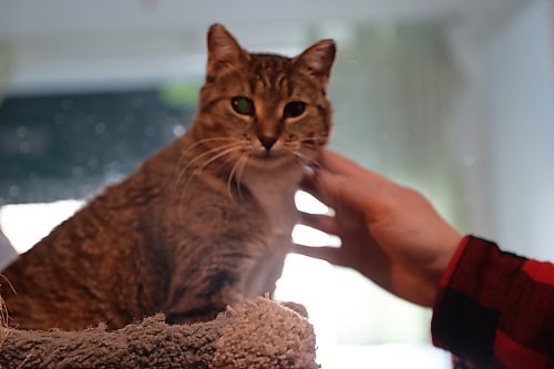 One of the many cats at the Brandon Humane Society gets a pet while in the cat area at the BHS. (Kyla Henderson/The Brandon Sun)