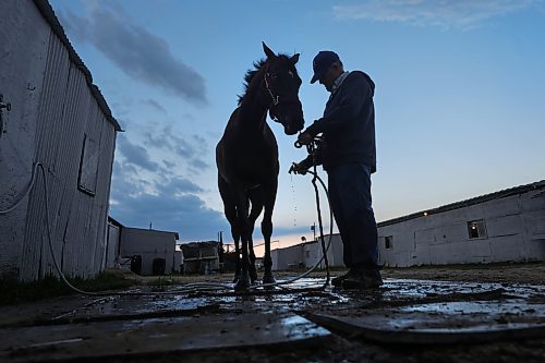 RUTH BONNEVILLE / WINNIPEG FREE PRESS

49.8 Feature - Downs Horse Trainer (80yrs)

Doug Mustard works as a horse trainer at the Assiniboine Downs. He's 80-years old!  His family has been in the business since the track opened in 1958.  His job is very physical which he says keeps him young.  Despite the fact that he walks with a limp and needs a knee operation, he continues to work full-time with his wife Judy training race horses because he loves it!

Spent the day with Doug and his wife Judy at the track.  Photos of him breaking in a newly acquired horse in the early morning hours on the horse walker, cleaning stalls, feeding, grooming etc.  

See Ben's feature story on the long life of a horse trainer.    


August 1st,  2023


