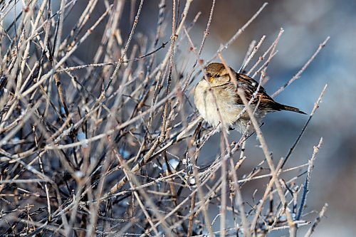 MIKE DEAL / WINNIPEG FREE PRESS
A House Sparrow takes a moment to look for bits of food in Bonnycastle Park Tuesday afternoon.
240109 - Tuesday, January 09, 2024.