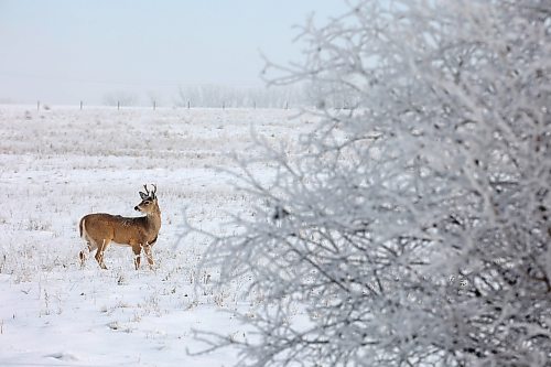 09012024
A white-tailed deer grazes in a field south of Brandon surrounded by trees covered in hoar frost on a cold Tuesday.
(Tim Smith/The Brandon Sun)