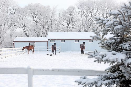09012024
Hoar frost clings to tree surrounding a paddock of horses along Patricia Avenue in Brandon&#x2019;s south-end on a cold Tuesday.
(Tim Smith/The Brandon Sun)