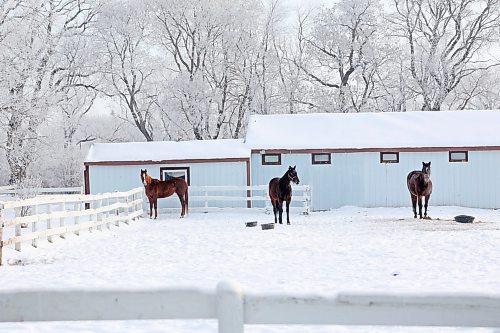 09012024
Hoar frost clings to tree surrounding a paddock of horses along Patricia Avenue in Brandon&#x2019;s south-end on a cold Tuesday.
(Tim Smith/The Brandon Sun)
