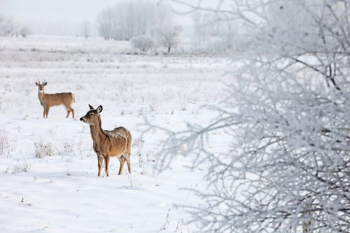 09012024
White-tailed deer graze in a field south of Brandon surrounded by trees covered in hoar frost on a cold Tuesday.
(Tim Smith/The Brandon Sun)