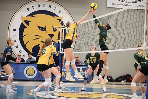 Brandon's Camryn Hildebrand (17) attempts to tip the ball past her opponent at the net during Bobcats women’s volleyball action against the University of Regina Cougars on Friday night at the Healthy Living Centre. (Tim Smith/The Brandon Sun)