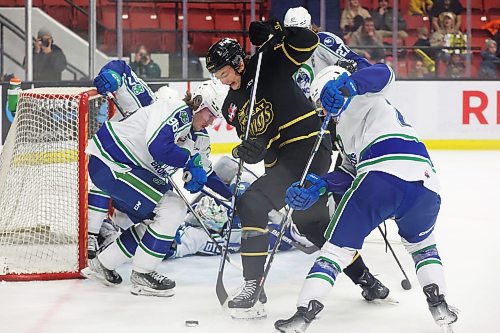 12012024
Roger McQueen (13) of the Brandon Wheat Kings tries to get his stick on the puck during WHL action against the Swift Current Broncos at Westoba Place on Friday evening. The Broncos won the game 7-3. See story on Page B1. (Tim Smith/The Brandon Sun)