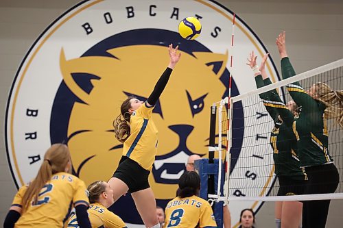 12012024
Kallie Ball #7 of the Brandon Bobcats tips the ball over the net during university women&#x2019;s volleyball action against the University of Regina Cougars at the BU Healthy Living Centre on Friday evening (Tim Smith/The Brandon Sun)