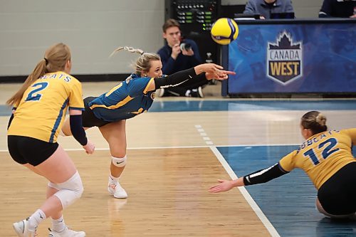 12012024
Brianne Stott #14 of the Brandon Bobcats dives to dig the ball during university women&#x2019;s volleyball action against the University of Regina Cougars at the BU Healthy Living Centre on Friday evening (Tim Smith/The Brandon Sun)