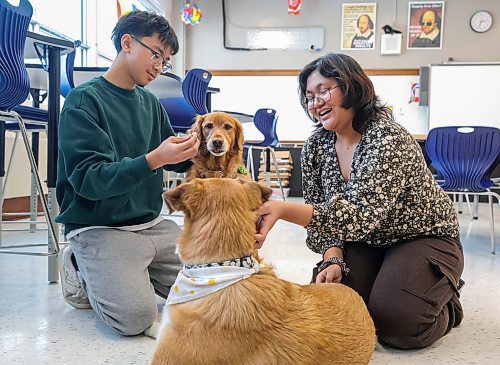 RUTH BONNEVILLE / WINNIPEG FREE PRESS

LOCAL - therapy dogs

Photo of grade 9 students, Kat Aseron (right) and Aldrin Javier hanging out with Daisy, left and Charlie (retriever),  at St. James Collegiate Wednesday.

SCHOOL THERAPY DOGS: Ahead of exam season, St. James Collegiate recruited a new therapist to ease student anxieties. Meet Daisy: a canine trained in supporting students and staff with stress and behaviour challenges. Daisy is the division's newest addition to its therapy-dog-in-residence program. She joins a beloved retriever named Charlie. We're stopping by the school to see Daisy and Charlie in action. 

Subject: Students with therapy dogs Daisy (new addition) and Charlie 
Reporter - Maggie 

Jan 17th, 2024