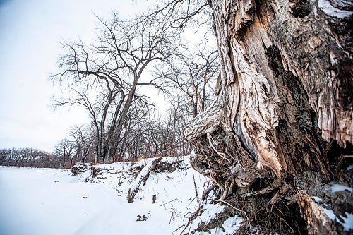 MIKAELA MACKENZIE / WINNIPEG FREE PRESS
	
Cottonwood trees between Fort Gibraltar and the Seine River, which the city is considering designating as a a historic site, on Monday, Jan. 22, 2024. For Joyanne story.
Winnipeg Free Press 2024