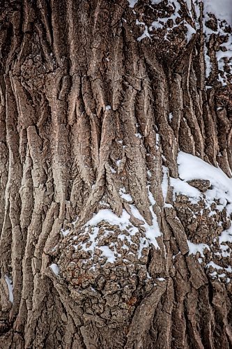 MIKAELA MACKENZIE / WINNIPEG FREE PRESS
	
Deep ridges in the bark of a cottonwood tree between Fort Gibraltar and the Seine River, in a stand of trees which the city is considering designating as a a historic site, on Monday, Jan. 22, 2024. For Joyanne story.
Winnipeg Free Press 2024