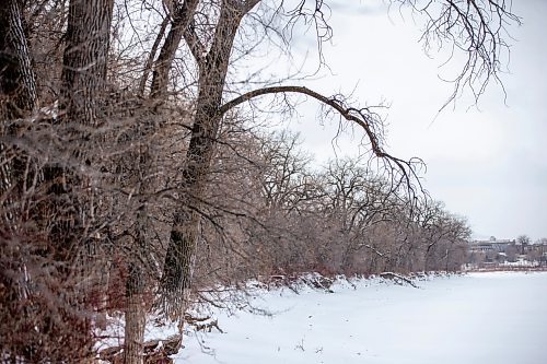 MIKAELA MACKENZIE / WINNIPEG FREE PRESS
	
Cottonwood trees between Fort Gibraltar and the Seine River, which the city is considering designating as a a historic site, on Monday, Jan. 22, 2024. For Joyanne story.
Winnipeg Free Press 2024