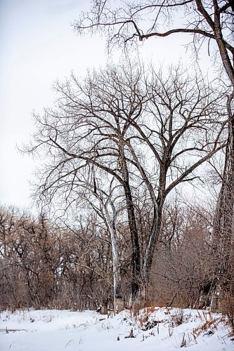 MIKAELA MACKENZIE / WINNIPEG FREE PRESS
	
Cottonwood trees between Fort Gibraltar and the Seine River, which the city is considering designating as a a historic site, on Monday, Jan. 22, 2024. For Joyanne story.
Winnipeg Free Press 2024