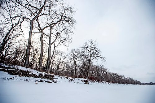 MIKAELA MACKENZIE / WINNIPEG FREE PRESS
	
Cottonwood trees between Fort Gibraltar and the Seine River, which the city is considering designating as a a historic site, on Monday, Jan. 22, 2024. For Joyanne story.
Winnipeg Free Press 2024