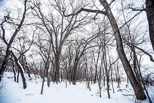 MIKAELA MACKENZIE / WINNIPEG FREE PRESS
	
Cottonwood trees between Fort Gibraltar and the Seine River, which the city is considering designating as a a historic site, on Monday, Jan. 22, 2024. For Joyanne story.
Winnipeg Free Press 2024