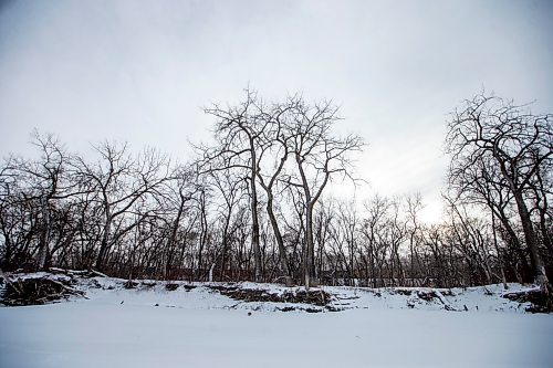 MIKAELA MACKENZIE / WINNIPEG FREE PRESS
	
Cottonwood trees between Fort Gibraltar and the Seine River, which the city is considering designating as a a historic site, on Monday, Jan. 22, 2024. For Joyanne story.
Winnipeg Free Press 2024