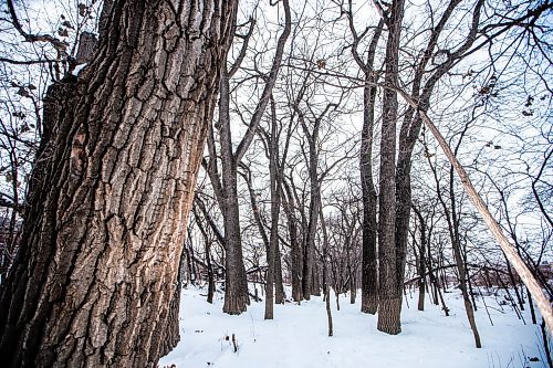 MIKAELA MACKENZIE / WINNIPEG FREE PRESS
	
Cottonwood trees between Fort Gibraltar and the Seine River, which the city is considering designating as a a historic site, on Monday, Jan. 22, 2024. For Joyanne story.
Winnipeg Free Press 2024