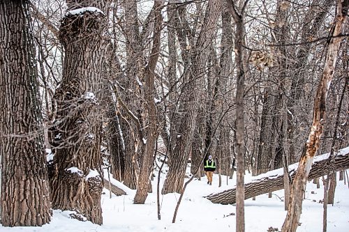 MIKAELA MACKENZIE / WINNIPEG FREE PRESS
	
Derik Cook walks among the towering cottonwood trees between Fort Gibraltar and the Seine River, which the city is considering designating as a a historic site, on Monday, Jan. 22, 2024. For Joyanne story.
Winnipeg Free Press 2024