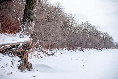 MIKAELA MACKENZIE / WINNIPEG FREE PRESS
	
Cottonwood trees between Fort Gibraltar and the Seine River, which the city is considering designating as a a historic site, on Monday, Jan. 22, 2024. For Joyanne story.
Winnipeg Free Press 2024