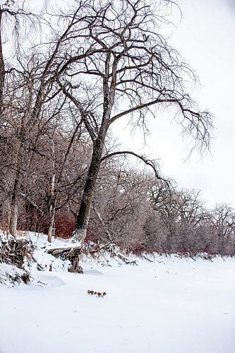 MIKAELA MACKENZIE / WINNIPEG FREE PRESS
	
Cottonwood trees between Fort Gibraltar and the Seine River, which the city is considering designating as a a historic site, on Monday, Jan. 22, 2024. For Joyanne story.
Winnipeg Free Press 2024