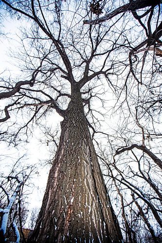 MIKAELA MACKENZIE / WINNIPEG FREE PRESS
	
Cottonwood trees between Fort Gibraltar and the Seine River, which the city is considering designating as a a historic site, on Monday, Jan. 22, 2024. For Joyanne story.
Winnipeg Free Press 2024