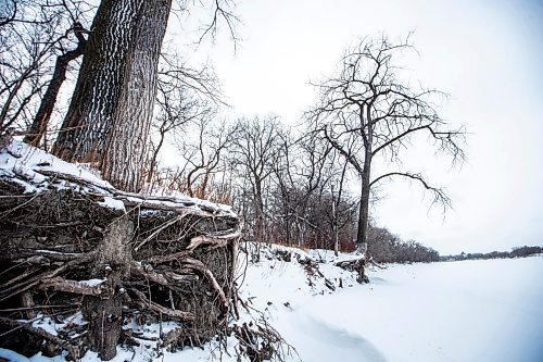 MIKAELA MACKENZIE / WINNIPEG FREE PRESS
	
Cottonwood trees between Fort Gibraltar and the Seine River, which the city is considering designating as a a historic site, on Monday, Jan. 22, 2024. For Joyanne story.
Winnipeg Free Press 2024