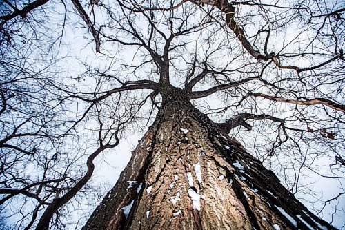 MIKAELA MACKENZIE / WINNIPEG FREE PRESS
	
Cottonwood trees between Fort Gibraltar and the Seine River, which the city is considering designating as a a historic site, on Monday, Jan. 22, 2024. For Joyanne story.
Winnipeg Free Press 2024