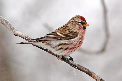 A common redpoll perches in a tree outside the home of Ken and Rae Kingdon in Onanole during a previous annual Riding Mountain Christmas Bird Count. (Tim Smith/The Brandon Sun)