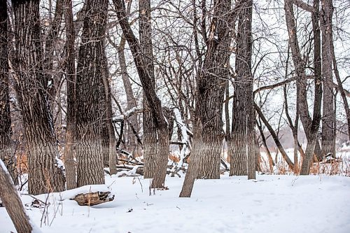 MIKAELA MACKENZIE / WINNIPEG FREE PRESS
	
Cottonwood trees between Fort Gibraltar and the Seine River, which the city is considering designating as a a historic site, on Monday, Jan. 22, 2024. For Joyanne story.
Winnipeg Free Press 2024