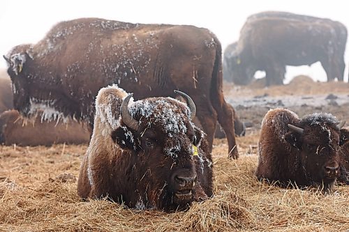 01022024
Frost clings to bison in Sioux Valley Dakota Nation&#x2019;s herd on a mild and foggy Thursday.
(Tim Smith/The Brandon Sun)