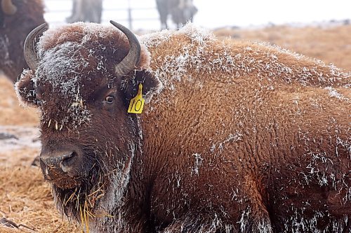 Frost clings to a bison in Sioux Valley Dakota Nation’s herd on a mild and foggy Thursday. (Tim Smith/The Brandon Sun)