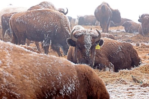 01022024
Frost clings to bison in Sioux Valley Dakota Nation&#x2019;s herd on a mild and foggy Thursday.
(Tim Smith/The Brandon Sun)