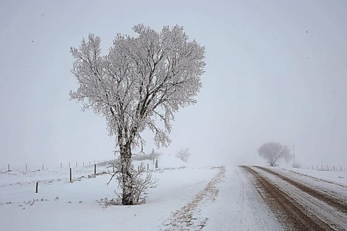 01022024
Hoar frost clings to trees bordering a grid road west of Brandon on a foggy and mild Thursday. (Tim Smith/The Brandon Sun)