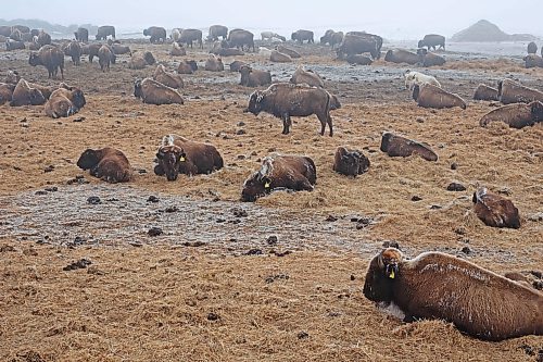 01022024
Frost clings to bison in Sioux Valley Dakota Nation&#x2019;s herd on a mild and foggy Thursday.
(Tim Smith/The Brandon Sun)