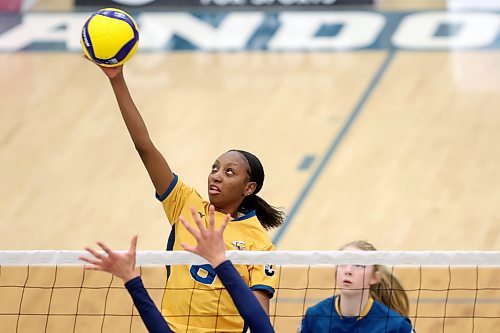 02022024
Nerissa Dyer #8 of the Brandon University Bobcats leaps to put the ball over the net during women&#x2019;s university volleyball action against the Mount Royal University Cougars at the BU Healthy Living Centre on Friday evening.
(Tim Smith/The Brandon Sun)